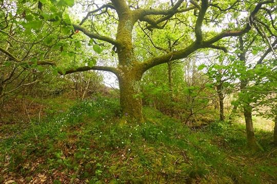 The Fairy Tree