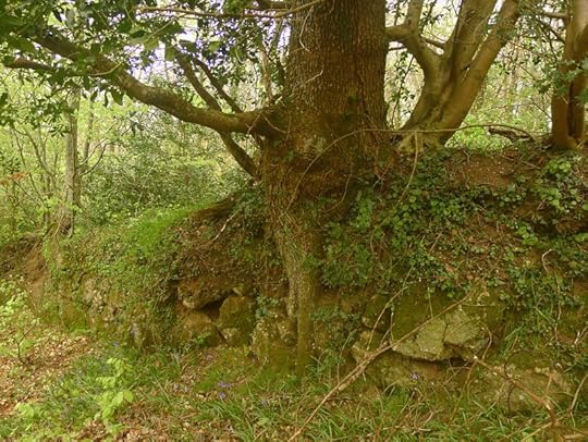 Woodland wall with bluebells