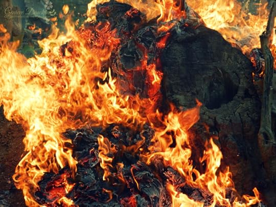 survey kittens force of nature 071wm