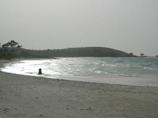 beach and flowers 066