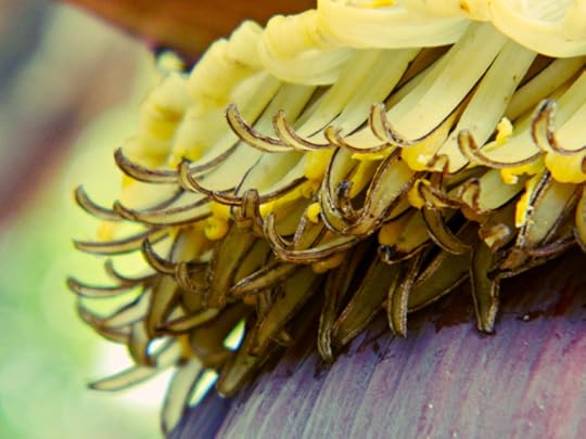 Banana Flowers