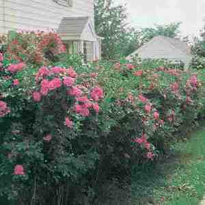 rugosa-rose-hedge