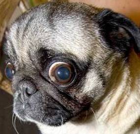 Ozwald Pug