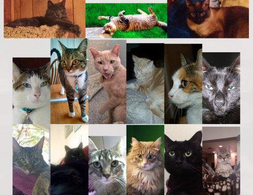 Screen shot 2015-05-14 at 9.46.06 AM