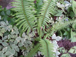 fern