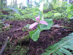 orchid