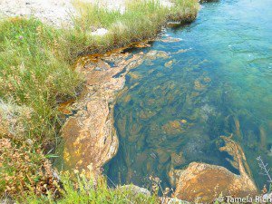 These algae can live at boiling temperatures