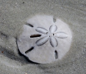 Sand dollar