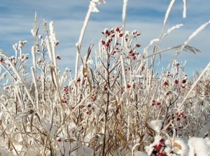 WinterRoseHips