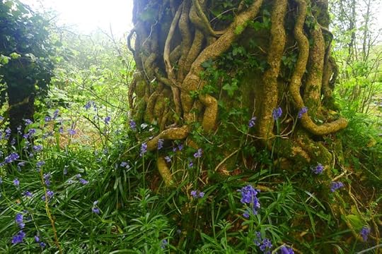 Bluebells among the oak roots
