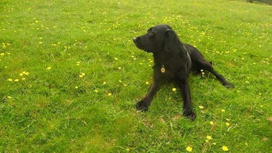 Buttercups in the fields