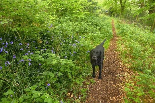Tilly and the bluebells