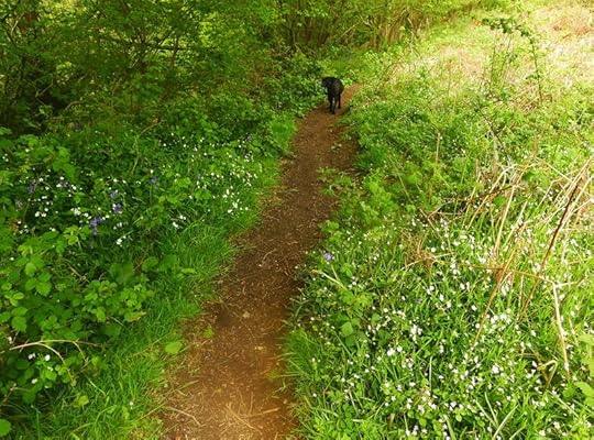 Wildflowers on the path