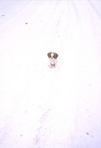 3Pippa12-05