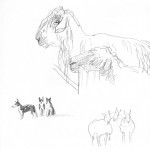 Sheep5