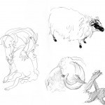 Sheep4