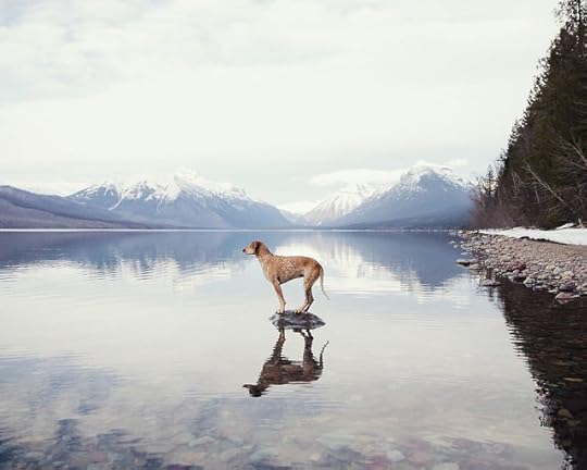 dog-traveling-car-motorcycle-maddie-on-road-7
