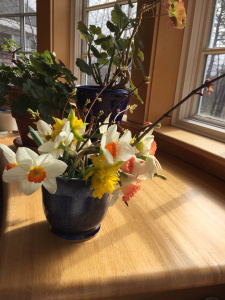 daffodils