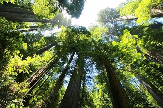 Sequoia forest. Public domain via Pixabay.