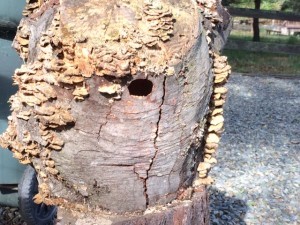 May_11_ladder-back woodpecker