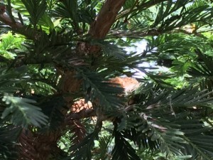 May_11_hummingbird nest