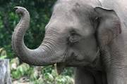Image result for elephant pictures