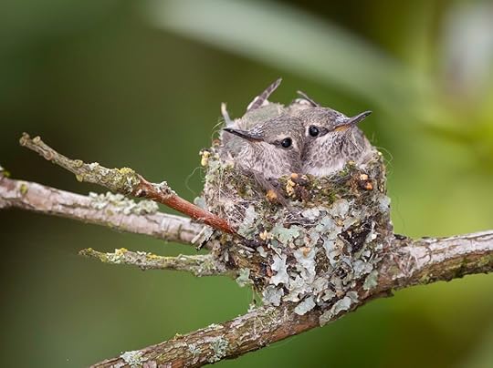 Anna's hummingbird babies, around Day 19