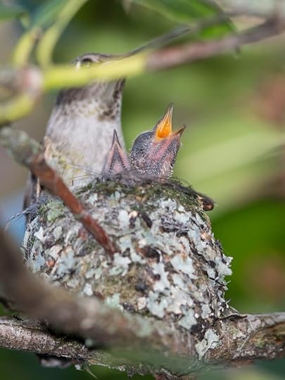 Anna's hummingbird babies, around Day 7