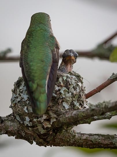 Anna's hummingbird and one of her babies, around Day 7