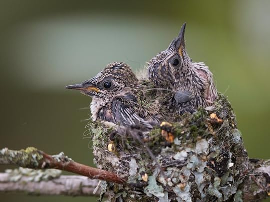 Anna's hummingbird babies, around Day 13