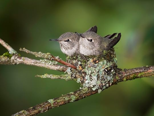 Anna's hummingbird babies, around Day 22