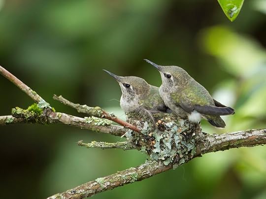 Anna's hummingbird babies, around Day 23