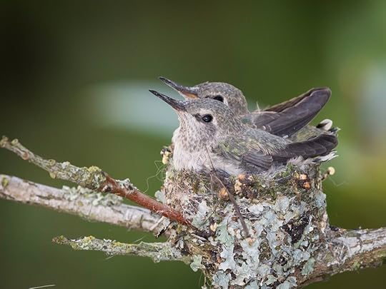 Anna's hummingbird babies, around Day 20