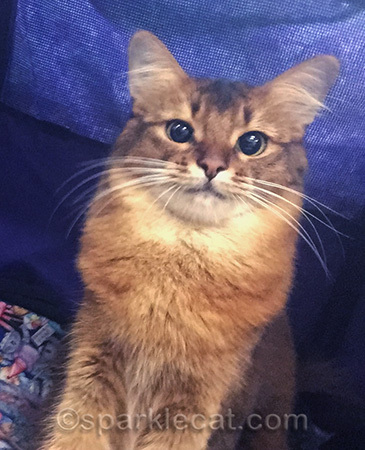 And deer aren't allowed to compete at cat shows