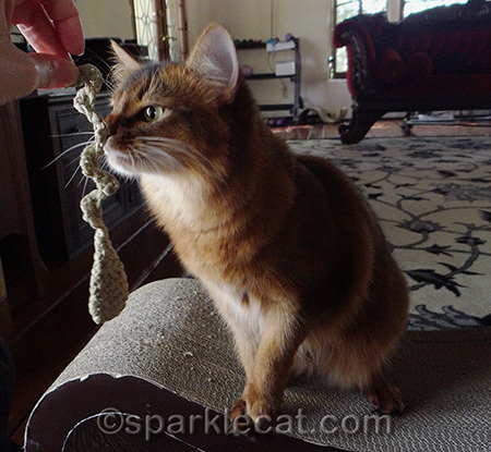Note how gingerly my human was holding it