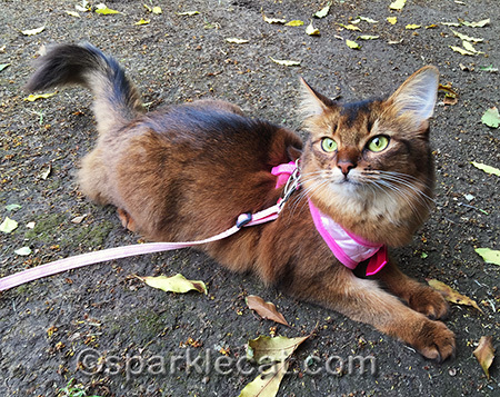 On a harness and leash - and STILL being a kitty!