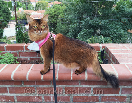 I am the queen of my nip jungle!