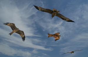 Peregrines in Flight