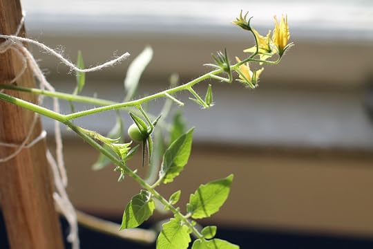 tomato plant