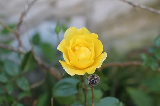 the rogue rosebush is again in bloom