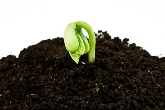 Bean seeds germinating shot