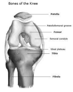 Knie