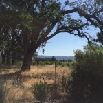Leaning Valley Oak next to vineyard