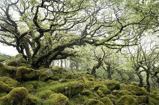 Wistman's Wood, Dartmoor (Sunday Times photograph)