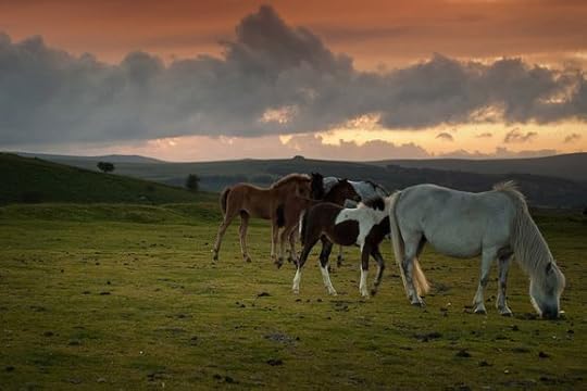 Dartmoor Hill Ponies (Dartington Estate photograph)