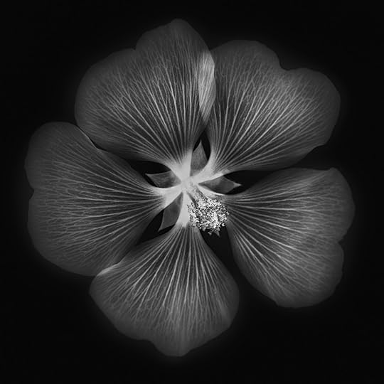 Mallow in IR © Harold Davis