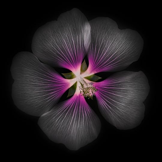 Mallow on Black © Harold Davis