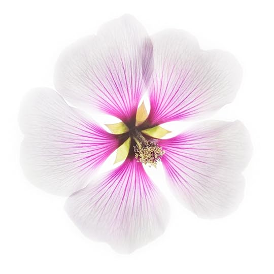 Mallow on White © Harold Davis