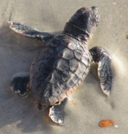 seaturtle7