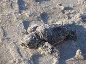 seaturtle4